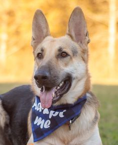 Tito, a black and tan german shepherd wearing an adopt me bandana