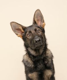 Trigger, a black and tan german shepherd