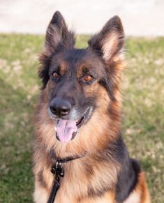 Trixie a beautiful long-haired black and tan german shepherd