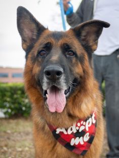 Tully, a black and tan german shepherd