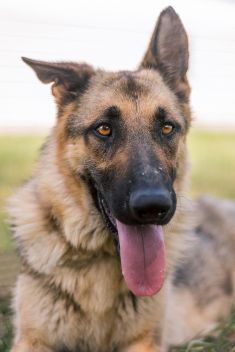 Tzu, a black and tan german shepherd