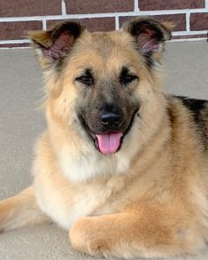 Valentine, a young black and tan german shepherd mix