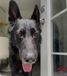 Wolfie, a large black german shepherd