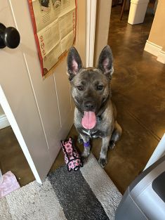 Brown and Black German Shepherd Mix sitting near a door