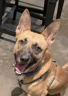 Yondu, a tan and brown german shepherd mix