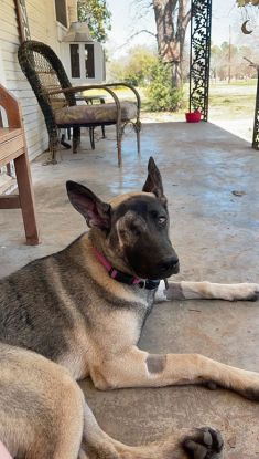 German Shepherd Alaskan Malamute Mix, laying down