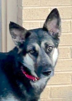 Zeniba, a black and tan german shepherd