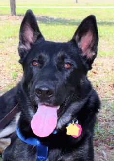 Zeus, a black and tab german shepherd