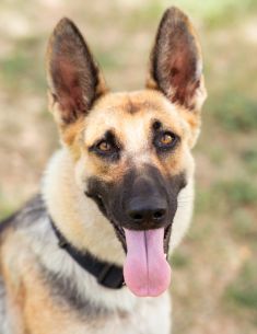 Zina, a black and tan german shepherd