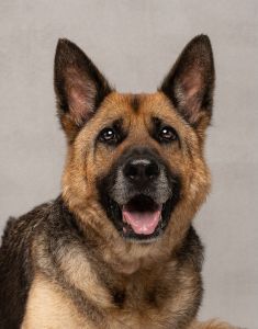 Ziva, a black and tan german shepherd