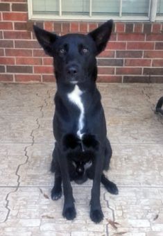 A mostly black shepherd mix, with a white line on his chest