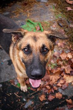 Casper, a black and tan german shepherd