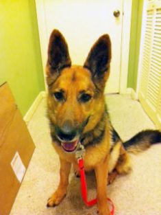 Coco, a black and tan german shepherd