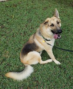 Dusty, a black and tan german shepherd with one floppy ear