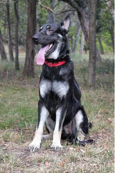 Hero, a black and cream german shepherd