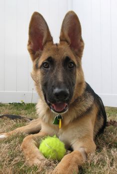 Noah, a black and tan german shepherd puppy