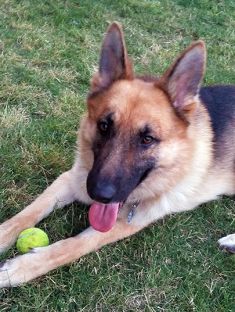 Rocky, a black and tan german shepherd