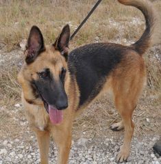 Rose, a black and tan german shepherd