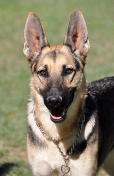 Sadie, a black & tan shepherd