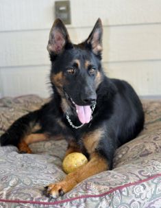 Sawyer, a black and tan german shepherd