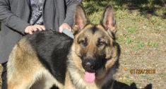 Skigh, a black and tan german shepherd