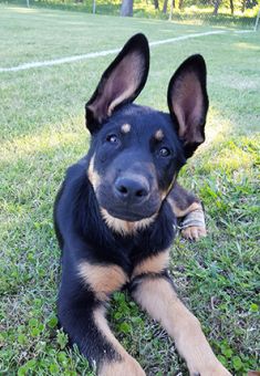 Steele, a black and tan german shepherd puppy