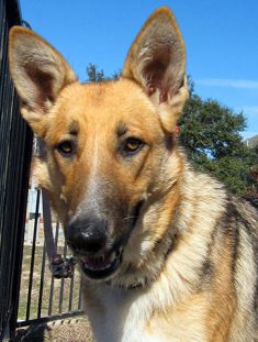 Willow, a black and tan german shepherd