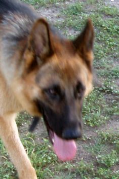Wolf, a black and tan german shepherd