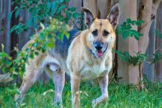 Zane, a black and tan german shepherd