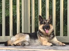 Logan, a black and tan german shepherd