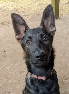 Ruby, a black and tan german shepherd and belgian malinois mix puppy