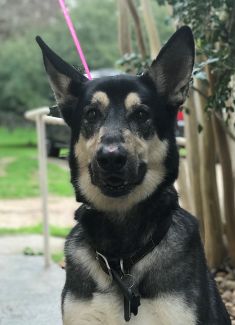 Sydni, a black and tan german shepherd