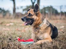 Coach, a black and tan shepherd