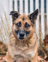 Coach, a black and tan shepherd