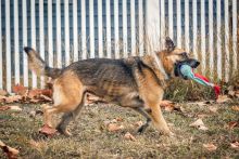 Coach, a black and tan shepherd