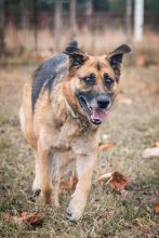 Coach, a black and tan shepherd