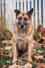 Coach, a black and tan shepherd