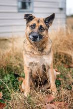 Coach, a black and tan shepherd