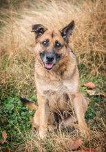 Coach, a black and tan shepherd