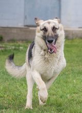 America, a running cream and black german shepherd