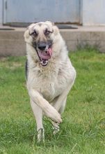 America, a cream and black german shepherd