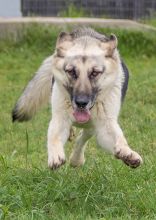 America, a leaping cream and black german shepherd