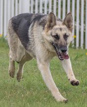 America, a cream and black german shepherd