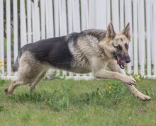 America, a cream and black german shepherd