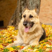 Angie, a black and tan german shepherd