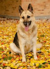 Angie, a black and tan german shepherd