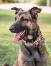 Ash, a black and tan german shepherd