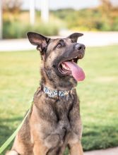 Ash, a black and tan german shepherd