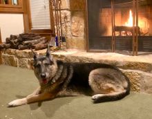 Asta relaxing by the fireplace