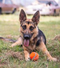 Bindi, a black and tan german shepherd